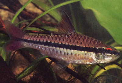 Barbus holotaenia